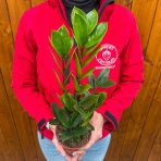 Zamiokulkas (Zamioculcas zamifolia) - výška 20-30 cm, kont. C1L